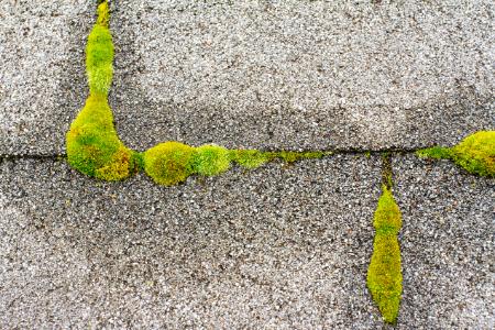 Moss Control Thumbnail