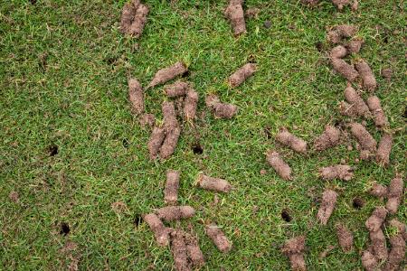 Core Aeration Thumbnail